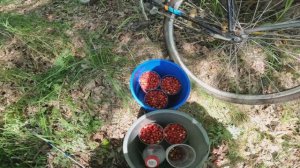 ЗА ЗЕМЛЯНИКОЙ