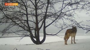 В КРОНОЦКОМ ЗАПОВЕДНИКЕ ВОЛКИ ВЫШЛИ НА ФОТОСЕССИЮ • НОВОСТИ КАМЧАТКИ