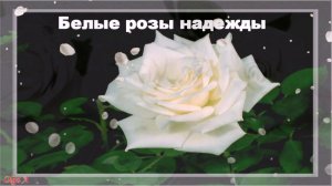 Белые розы надежды  |  ФотоШОУ PRO