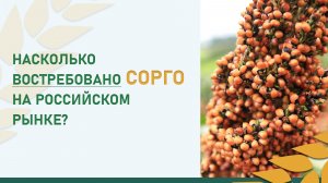 От корма для попугаев до элитных ресторанов: насколько востребовано сорго на российском рынке?