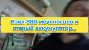 Взял 800 меченосцев и старый аккумулятор...