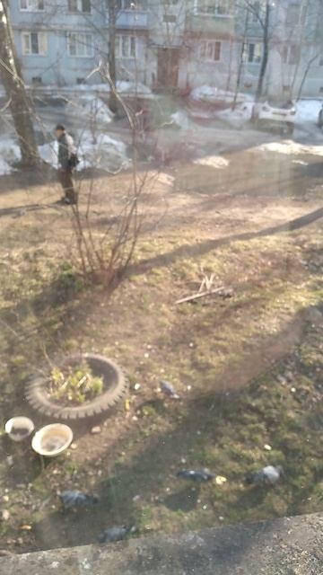 Люблю птичек