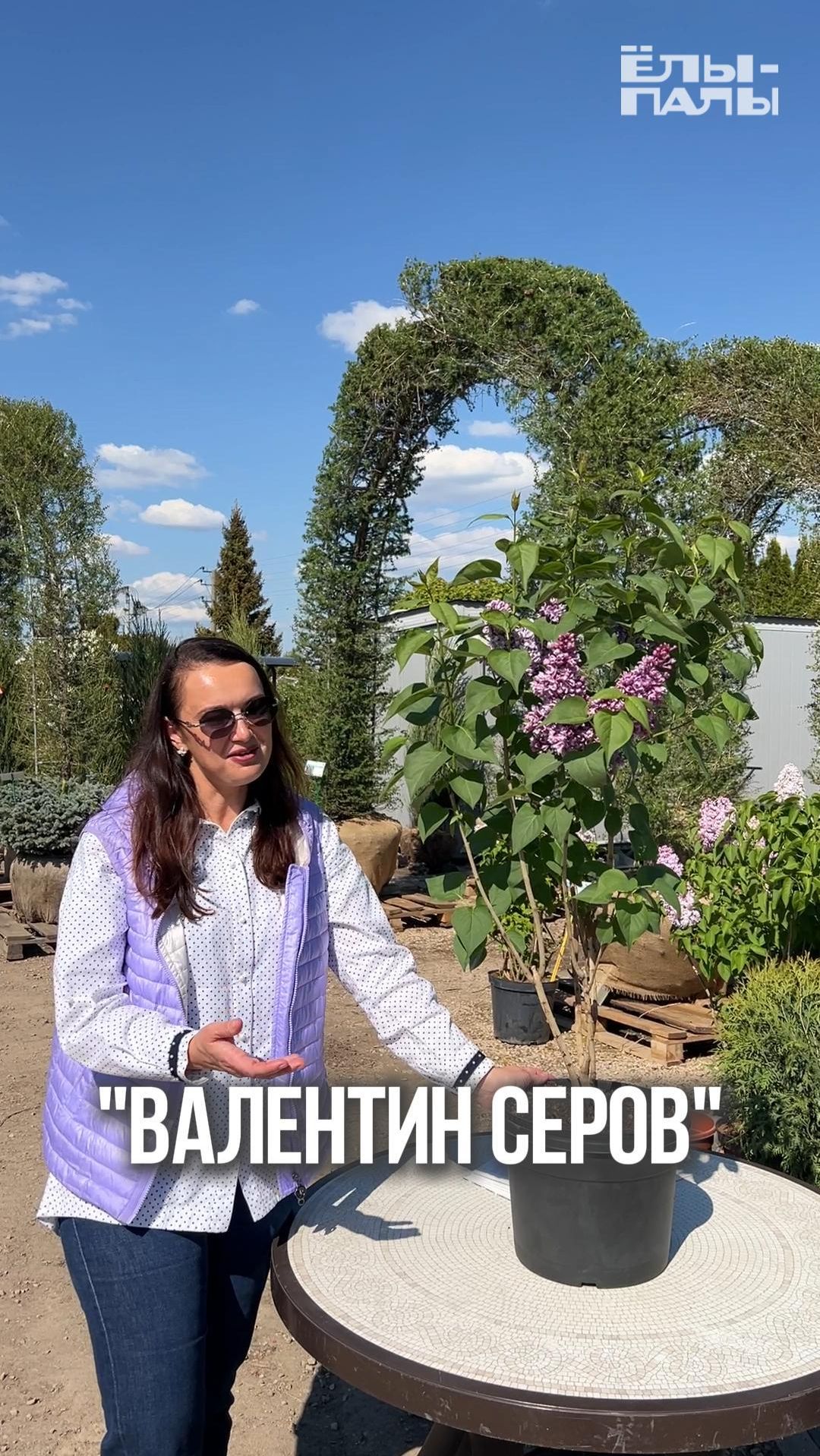 Сирень обыкновенная `Валентин Серов`® РС