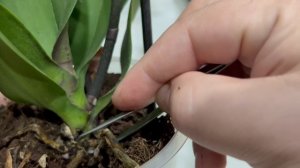 Восстанавливаю гнилые орхидеи без пересадки