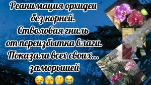 Реанимация орхидеи без корней. Стволовая гниль от переизбытка влаги. Сложные случаи. Результаты!