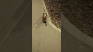 Мы идём гулять с собакой! | 24-мар-2026