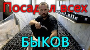 К июню посадим все перцы? Посеял всех "БЫКОВ". Новые полки для рассады.