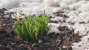 Подснежники. Snowdrops