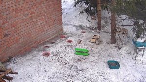 и белки и дела домашние