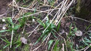 Белоцветник цветет