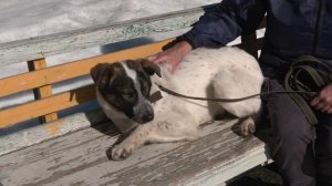 Ищу тебя, хозяин