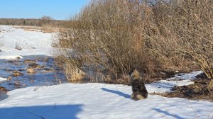 Вестники весны и прогулка вдоль ручья