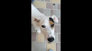 Весёлый пёс.