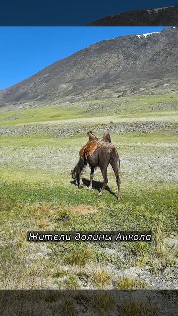 жители долины Аккола #altay #аккол #трекинг #верблюды