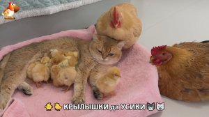 Утята и Цыплята - Кошки и котята, Собаки и щенята 336 Хвостики да Усики ❣️