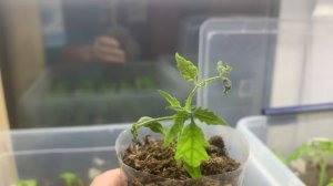 Растут, под разными названиями, мои томаты.