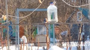 Ждал синичек