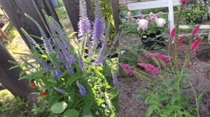 Как вырастила веронику колосистую, многолетний цветок для сада.