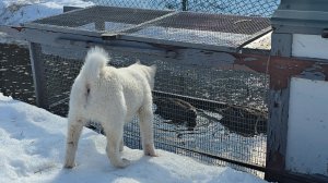 Отсадил подсадных уток