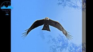 Над сибирской тайгой...полеты взгляды