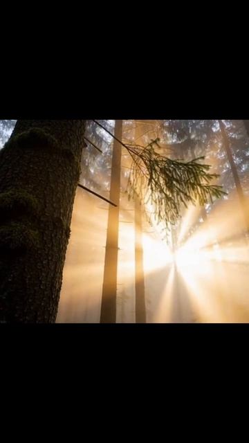 #лес #природа #дикаяприрода #отдыхнаприроде #флора #экология