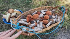 СБОР БЕЛЫХ ГРИБОВ