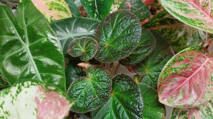 Комнатные растения🌿❤️ По-немногу обо всём🙂☕️