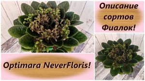 Описание сортов Фиалок! Optimara NeverFloris!