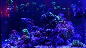 Мой новый второй морской аквариум - 1