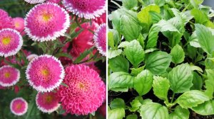 ПОСЕЙТЕ ТАК АСТРЫ и любуйтесь цветением все лето! Как вырастить астры из семян. Посев астры