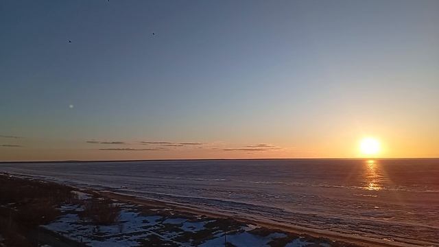 Чайки летят