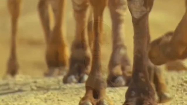 Шалом алейхем