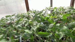 Рассаду ничем не подкармливаю! Только в случае необходимости! Ответ на вопрос зрителей.