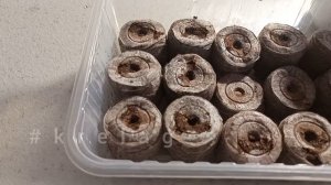 сажаю ПЕТУНИИ в Подмосковье🌺 Самое время