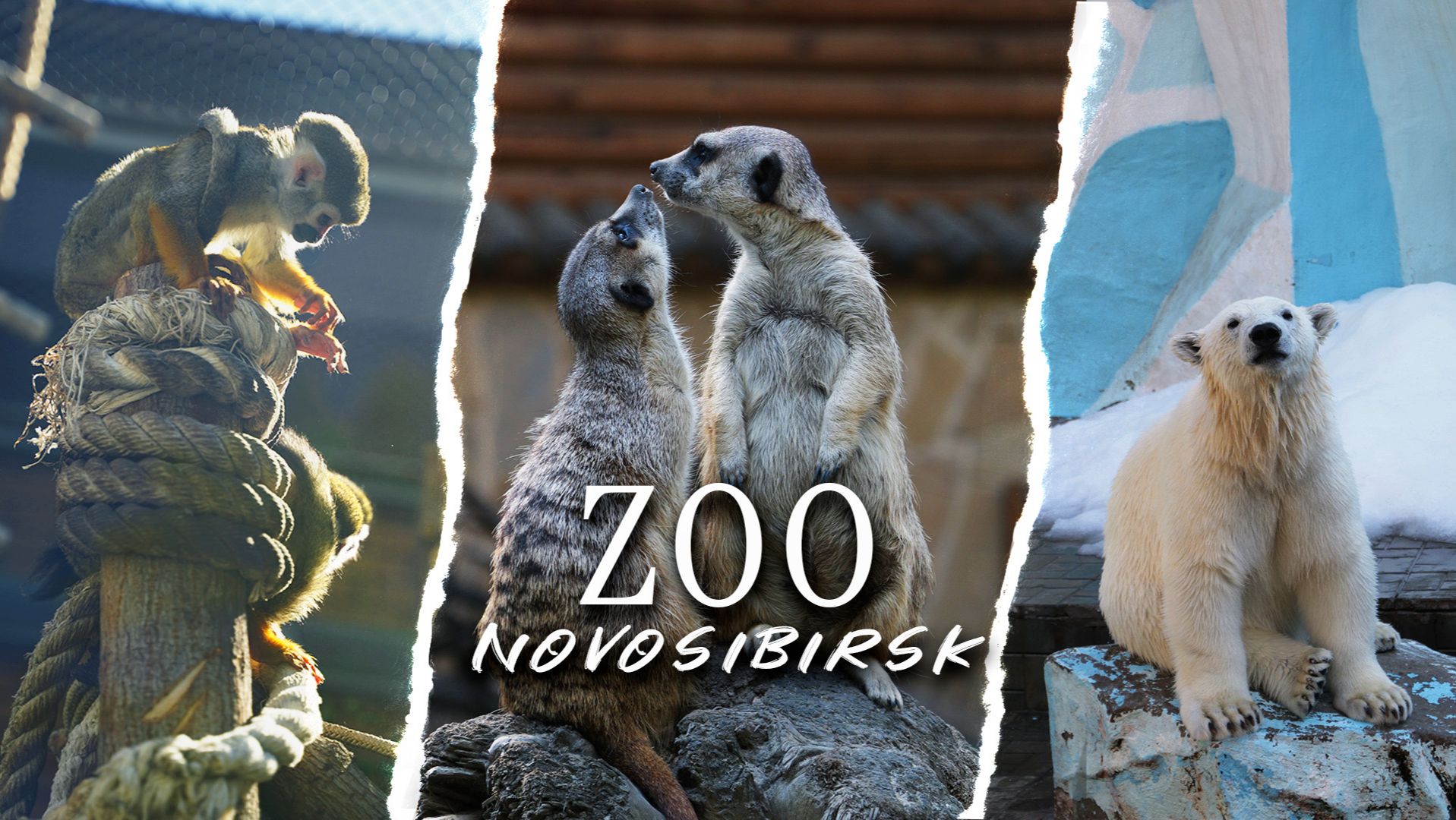 Новосибирский зоопарк. Кинематографично