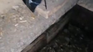 Очередной вывод ЦЫПЛЯТ под квочкой? / Две квочки выводят цыплят