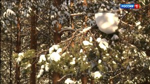 На территории четырех лесничеств Коми выявили молодой лес в неудовлетворительном состоянии