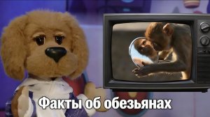 Тайны 6 контентов: Факты про обезьян ✨ Шоу для детей С добрым утром, малыши! (2023) №36070