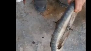 Как из металлической бочки сделать бетономешалку