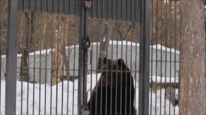 Бурые медведи Валя и Лёха проснулись после зимы 20.03.2026