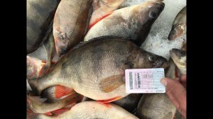 Нереально гигантские окуни. Подводная съемка. Русская Рыбалка. Смотреть Онлайн 2026. Судак, Головань