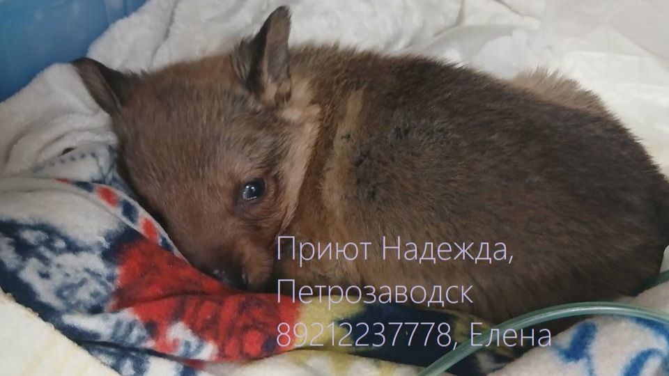 Ежик совсем маленький, а проблемы у него огромные