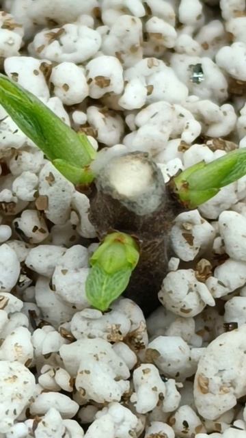 Первые признаки!!!