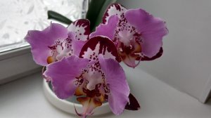 Цветение орхидеи "Black Piano" (бабочка). 2026 год.