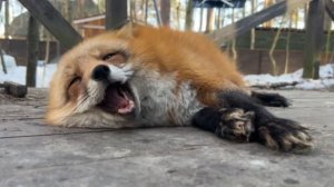 Лиса-Алиса. Лиса контролирует миски на улице