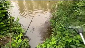 Карп Сазан клюет на перловку  кукурузу(8)