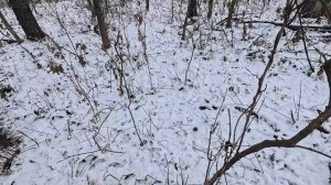 Интересная Охота Получилась.\\ Добываю Косулю с Подхода.\\ Охота в Приморском крае.\\ Ноябрь.