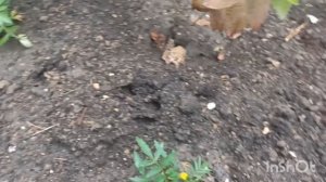 Жизнь_в_деревне,_что_на_июнь_месяц...ршова._Живем_в_деревне.___Дзен_5