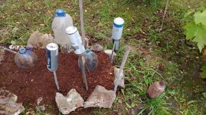 05-10-2025 Ч.3. Укрываю виноград выращенный из косточки