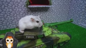 Побег хомячка из ловушки Хомяк пушистик спас своих друзей